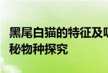 黑尾白猫的特征及吸引力:一个令人着迷的神秘物种探究