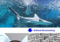 多功能3D人造鲨鱼皮的新微加工策略