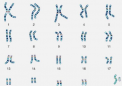 研究表明性染色体不仅仅决定性别