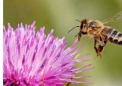 研究表明西方蜜蜂为其肠道细菌合成食物