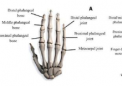 研究提出肌电图信号的虚拟维度增加用于假肢手势识别